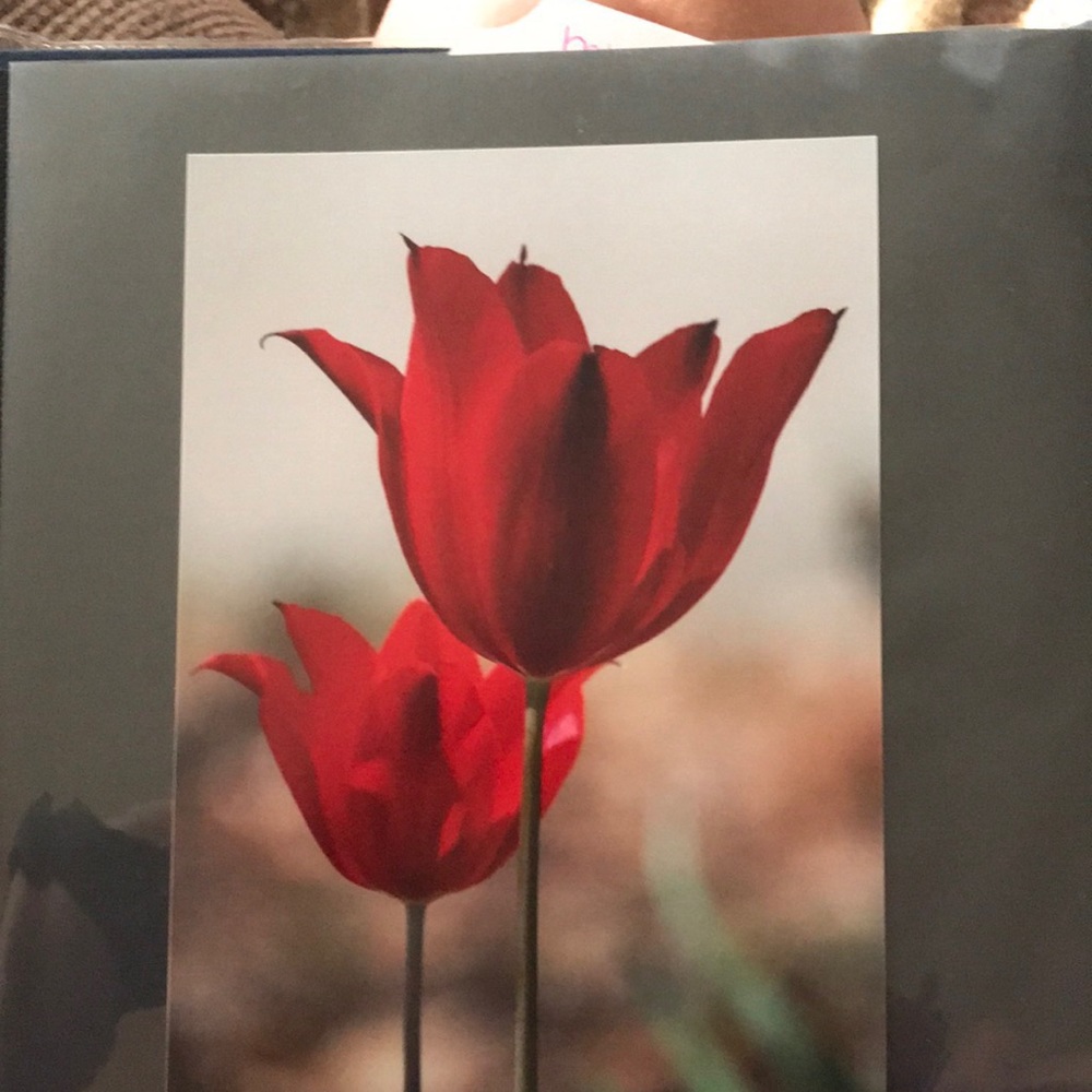 Photograph print of two tulips
